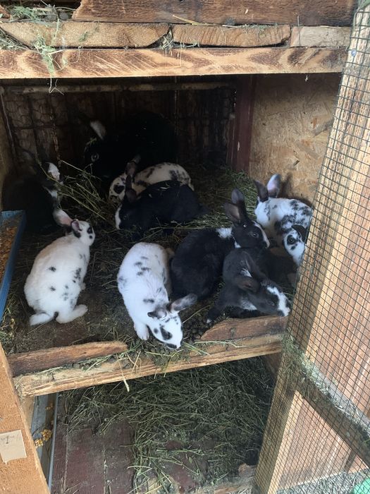 Iepurasi Hycole Francez / Rex Dalmatian