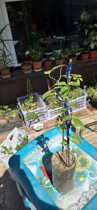 Продам садовые цветы