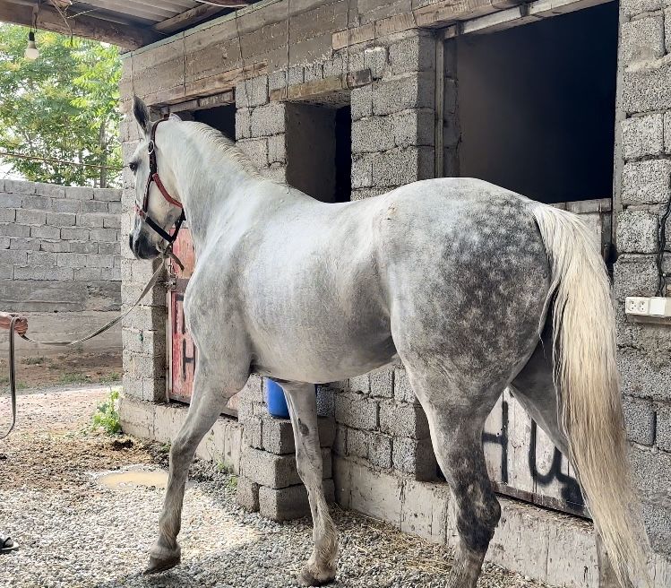 Продам Орловскую Кобылу