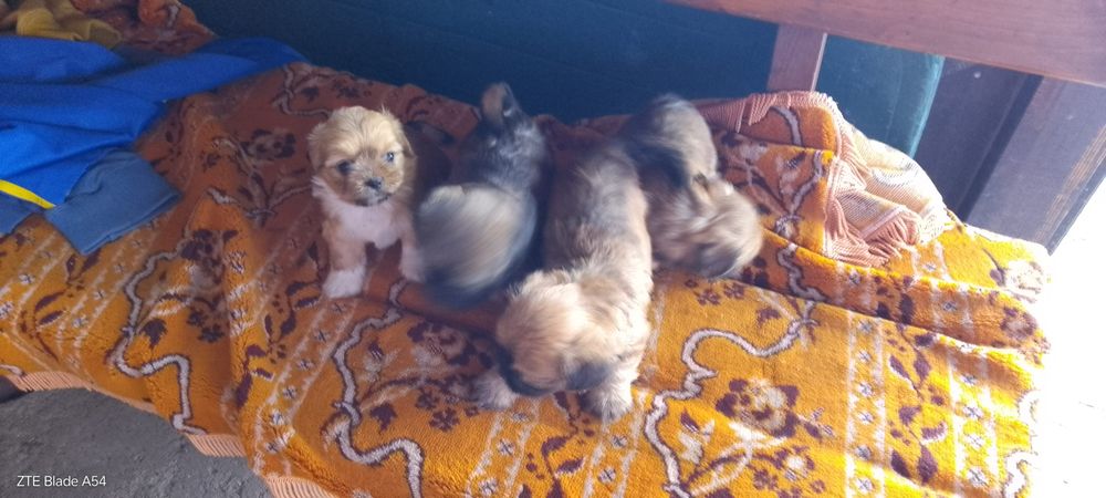 Vând cateii SHYH TZU