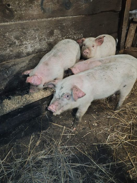 Продам крупных поросят