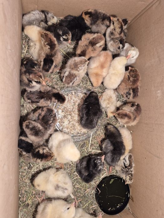 Продам цыплят 3х дневные