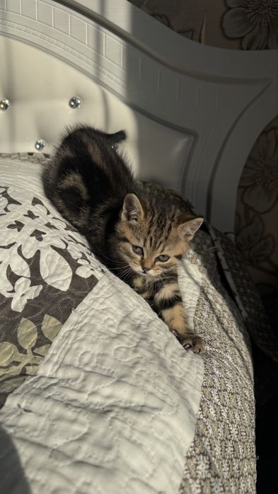 Котят скоттиш страйт