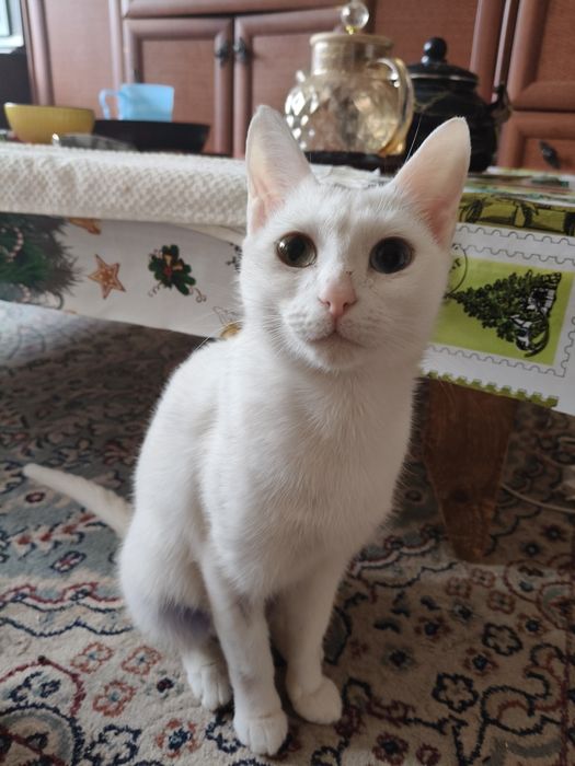 Отдам в добрые руки