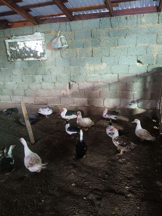 Индоутка, утки и селезнь