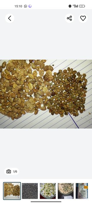 Житняк суданка эспарцет люцерна бидай арпа