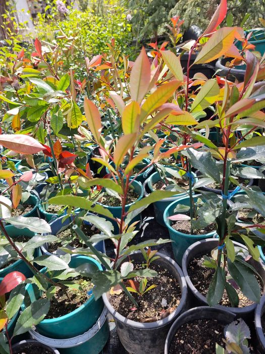 Vand Photinia Red Robin-gard viu deosebit vas de 3-5 litrii anul 4