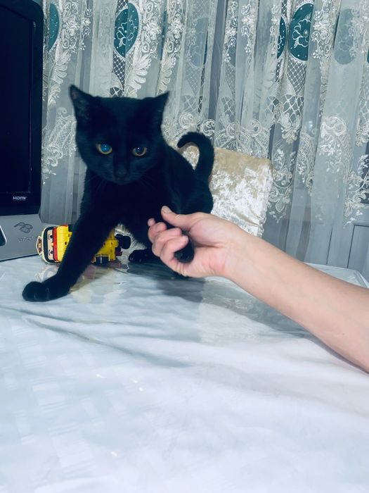 Отдам котят в добрые руки