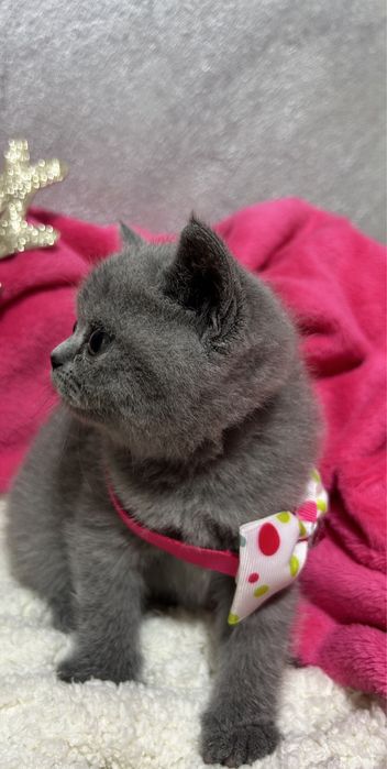 Pisică British Shorthair de 8 săptămâni, deparazitată și vaccinată