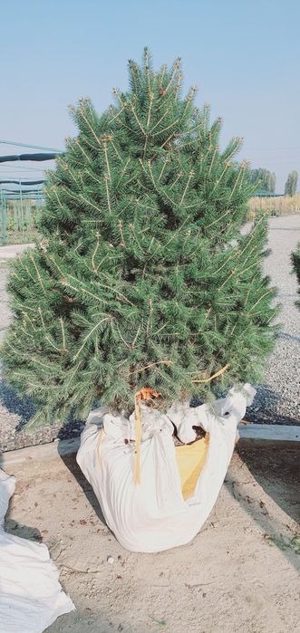 Галубаяел, Ёлка  Продается