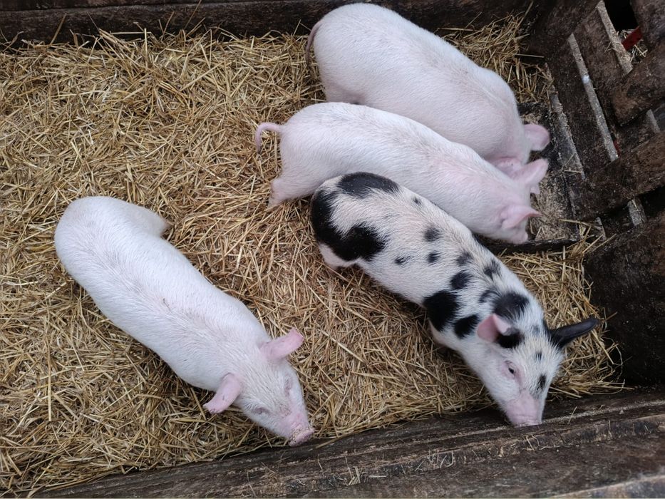 Продам 1,5 месячных попросят