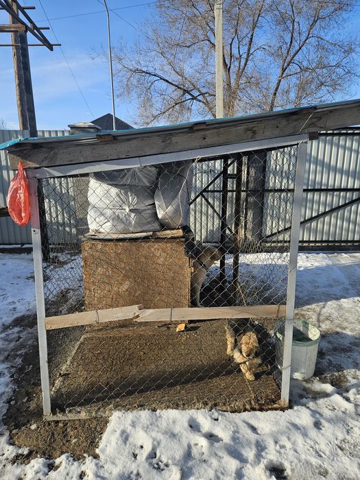 Продам лобрадора