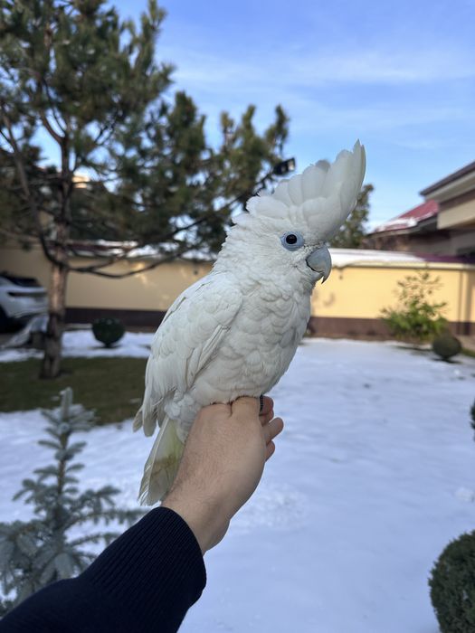 Саламонский Какаду сотилади ручной 4 ойли донга тушкан.