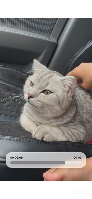 Шотландский фолд