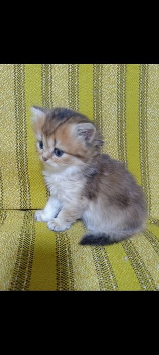 БританскиеКотята окрас шиншила