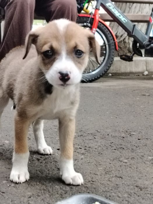 Щенка в добрые руки