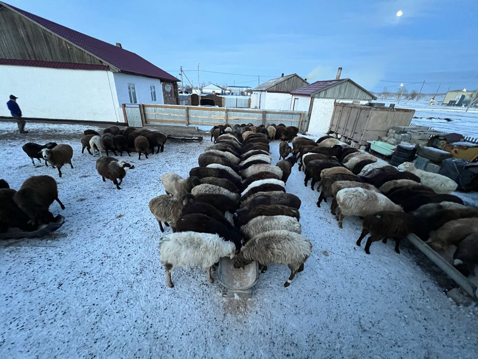 Продам бараны годовалые (қой сатылады)