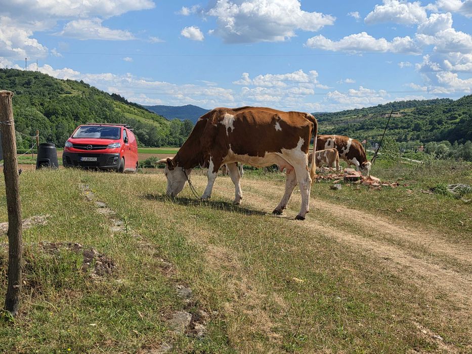 Două vaci și un taur de montă.