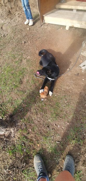 Подаряваме 5 месечно куче