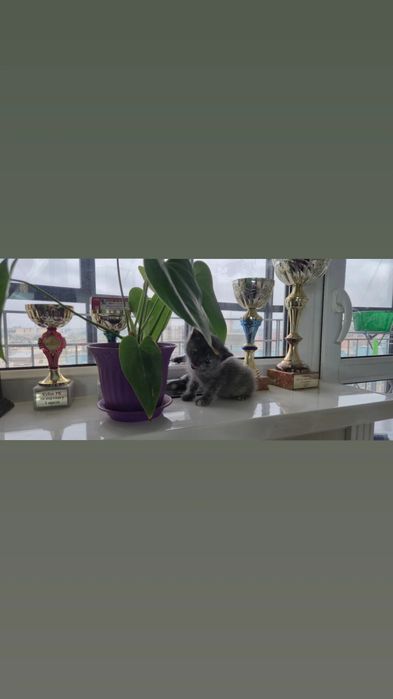Котёнок помесь с британцем