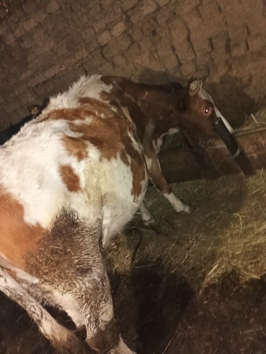 Vând jurinca gestantă în 8lunii