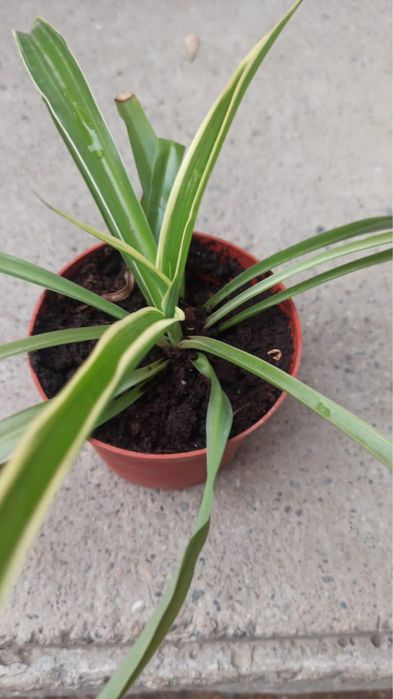 Комнатные растения (отростки)