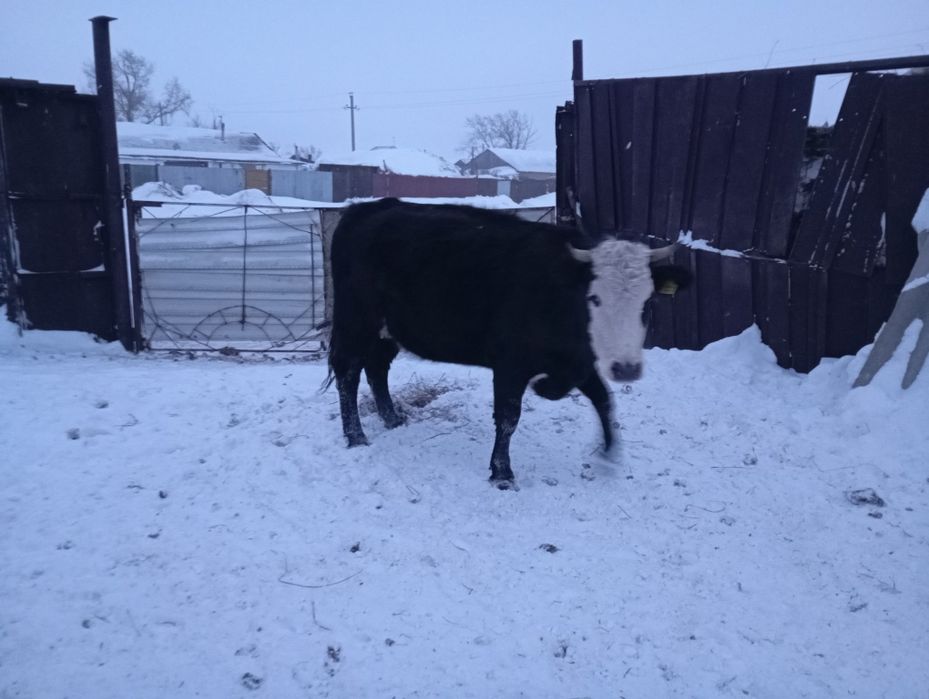 Продается Тёлочка 4 года