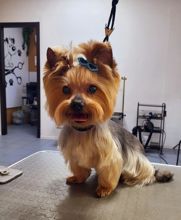 Груминг. Стрижка собак