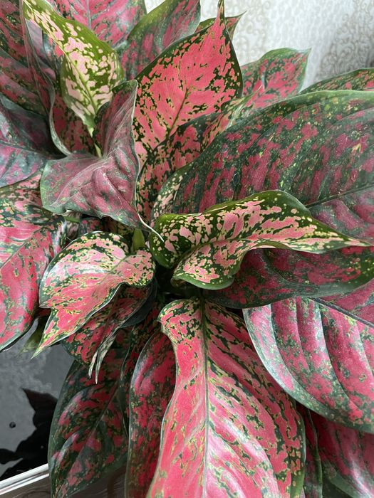 Комнатные растения Аглаонема