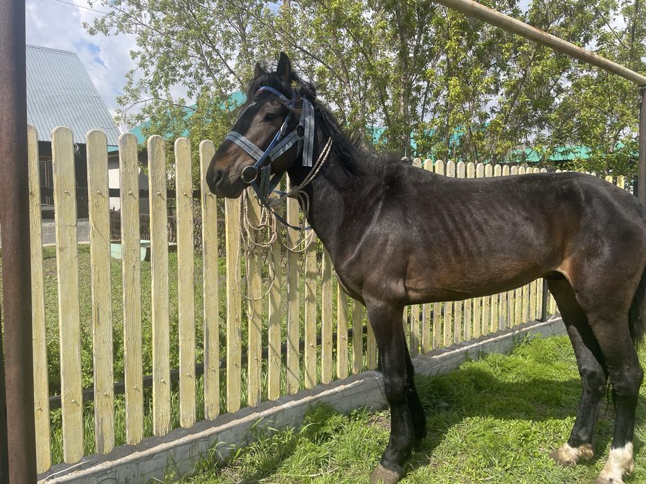 Жылқы сатылады.,!