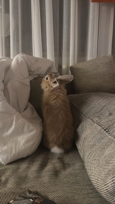 dau spre adoptie pui iepure mascul cap de leu 5 luni