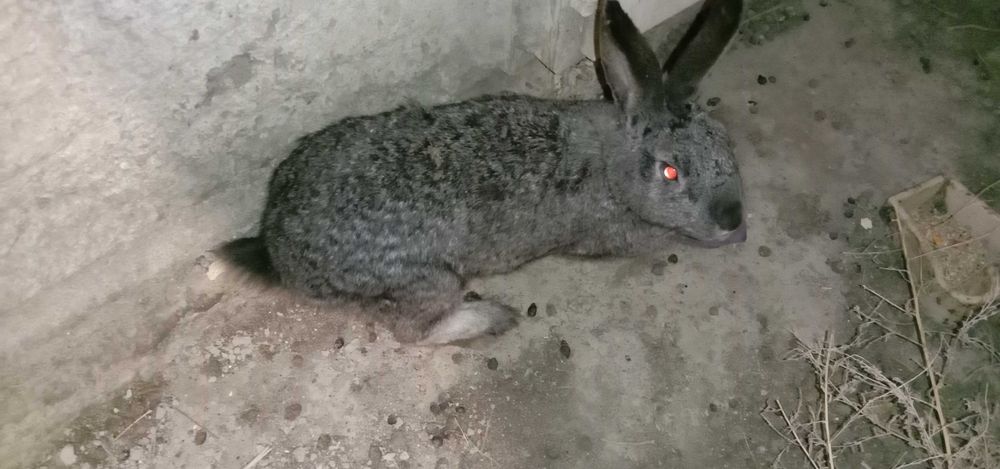 продам крольчиху