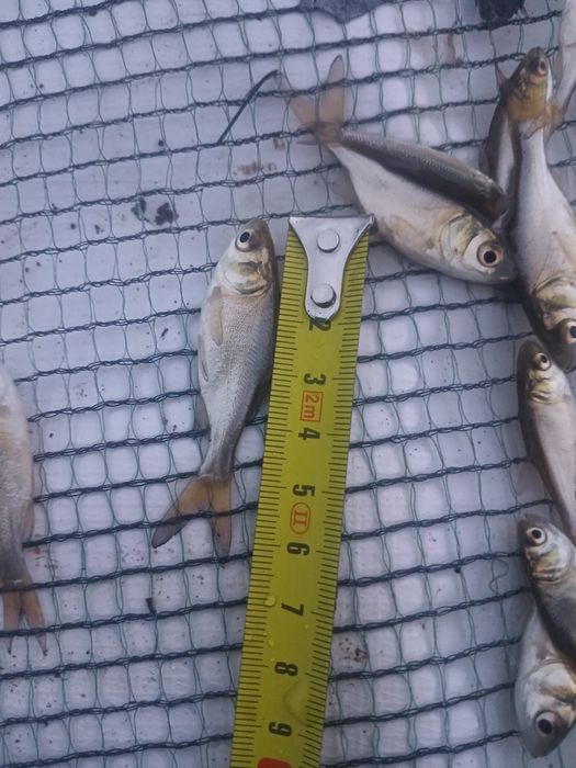 vand puiet/puet peste novac