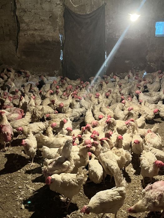 Несушки декабл уайт