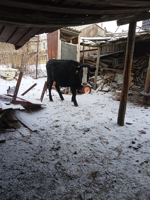 Продам 2 телок уу