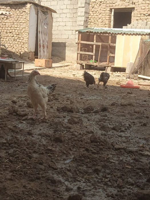 Birama juja sotiladi