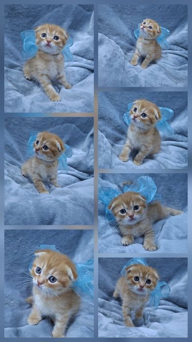 Мальчик скотишь фолд