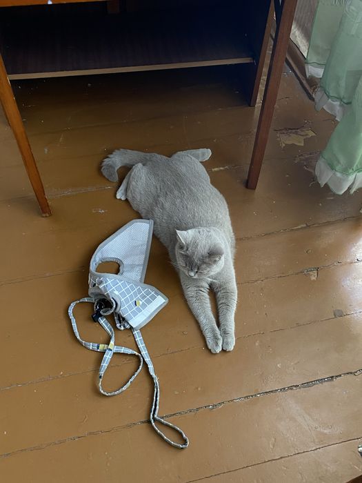 Отдам в добрые руки кошек
