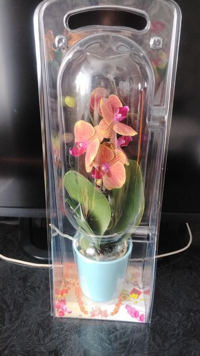 Орхидея мультифлора!