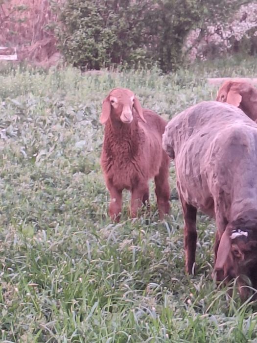 Ona bola  quy sotiladi