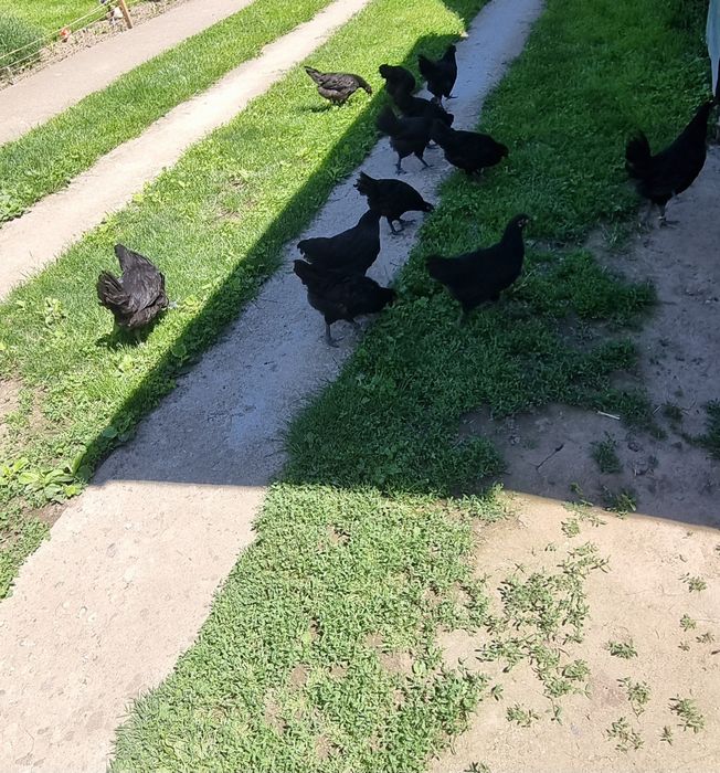 Pui de Australorp