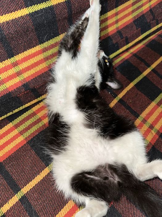 Котенок в добрые руки