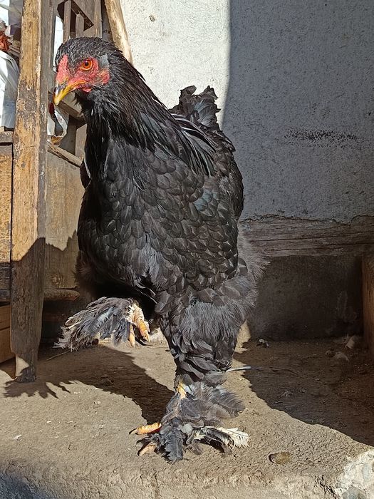 Cocosi Brahma tineri