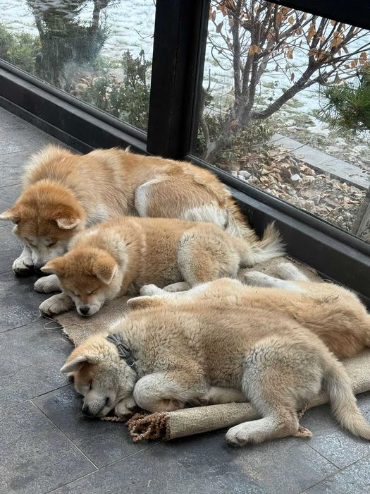 Akita Inu – pui deosebiți, 3 luni, rasă japoneză premium