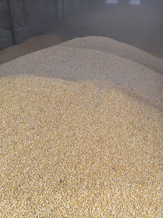 Кукуруза силос барда