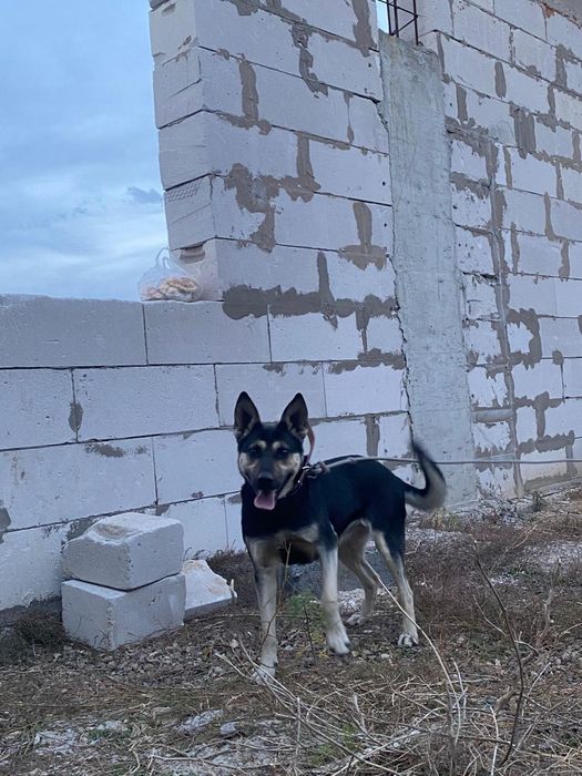 Даром собака и щенки