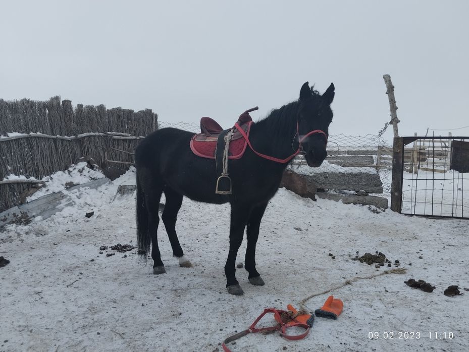 Полукров айгыр сатылады