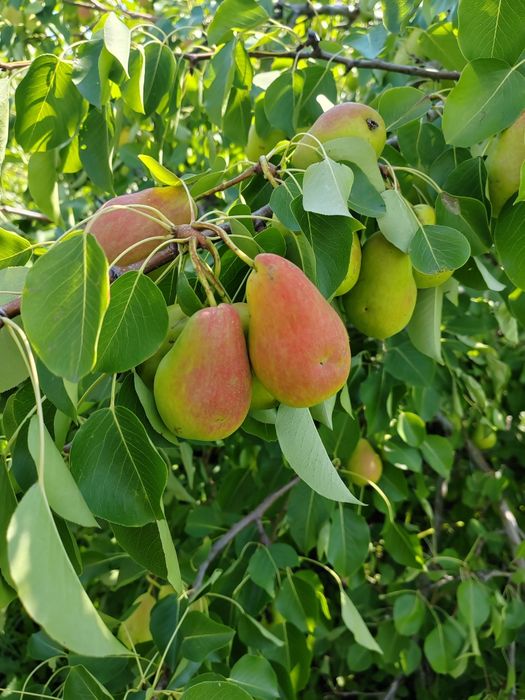Продам груши садовые