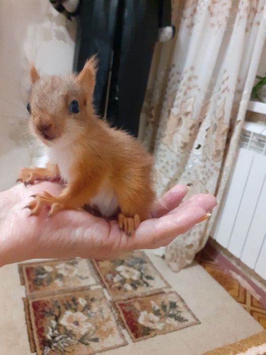 Продается бельчонок