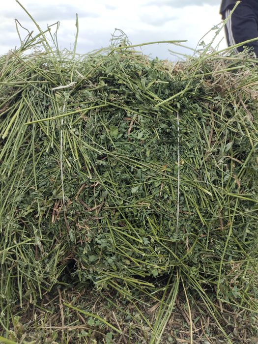 Жонышка клевер люцерно